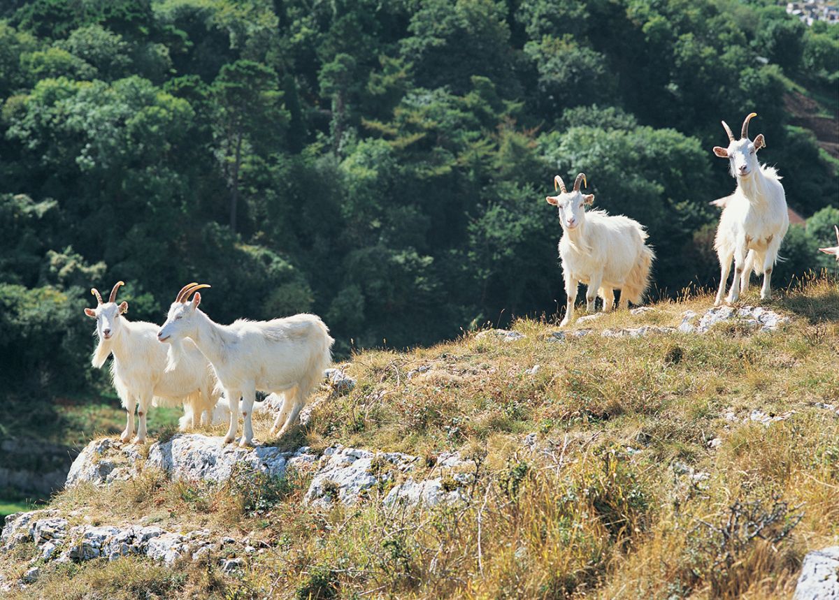 Kashmiri Goats in the Great Orme in llandudno