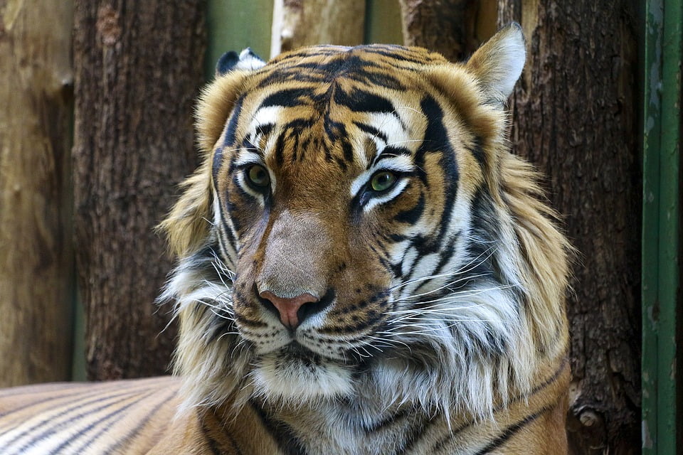 tiger