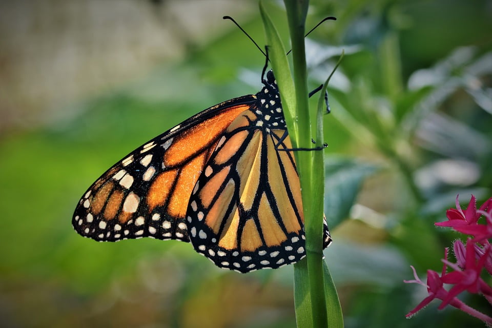 butterfly