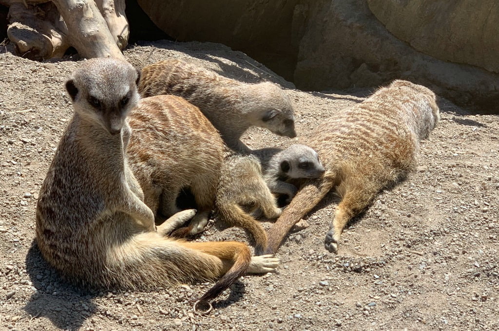 Best Zoos and Wildlife Parks Near Llandudno