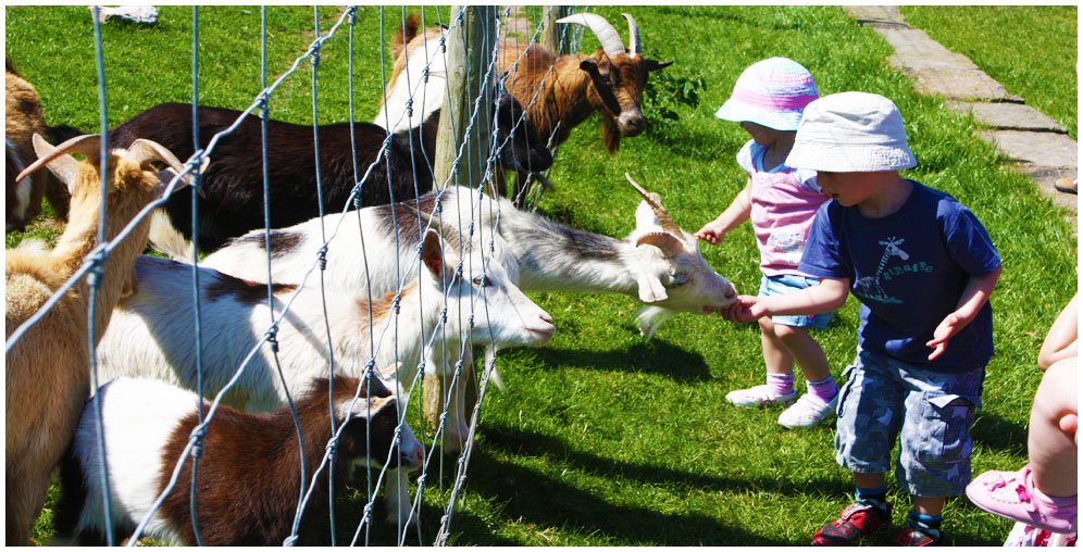 Llandudno Goats