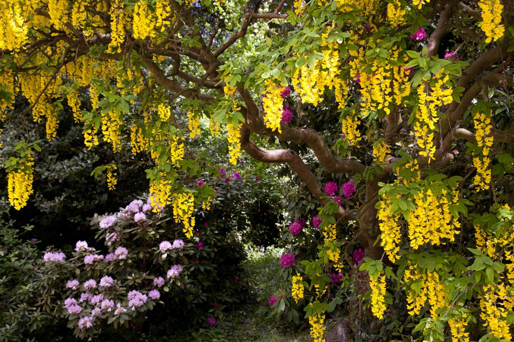 The Weeping Laburnam at Bodnant Garden