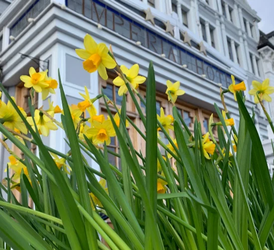 Spring-by-the-Sea the imperial hotel