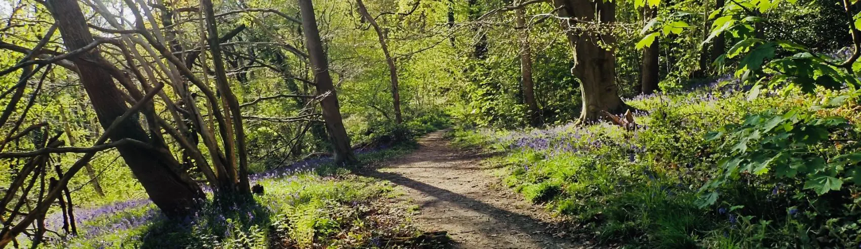 woodlands
