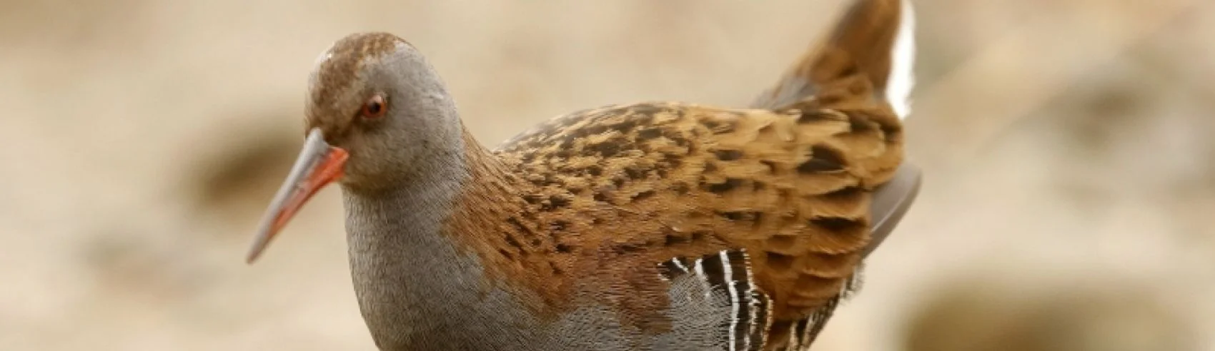 Water Rail