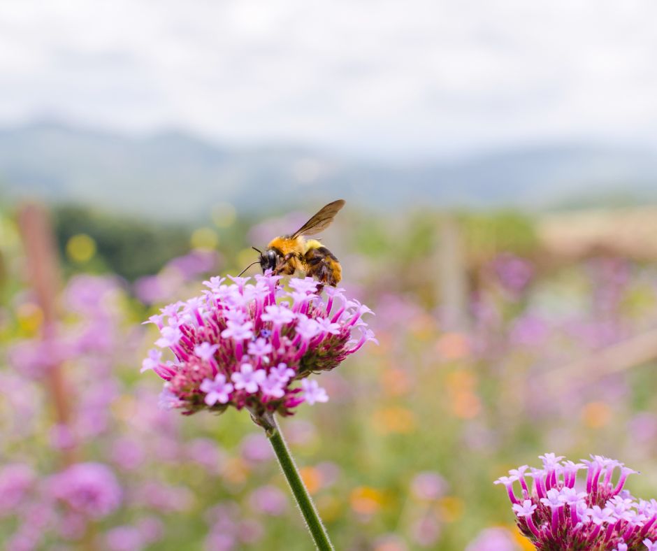 Garden gardens Llandudno