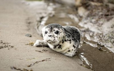 Places to Spot Local Wildlife Across North Wales