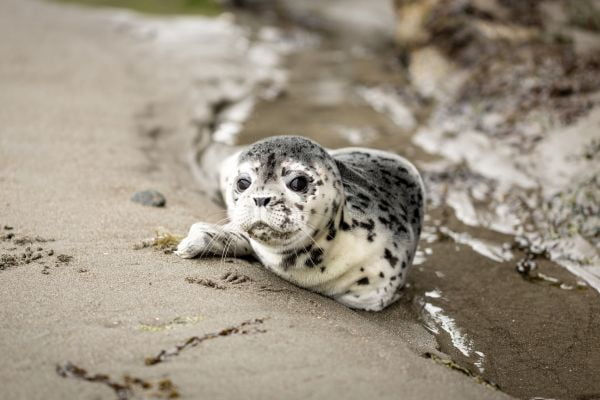 seals north wales