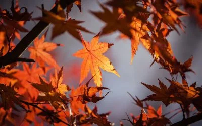 Llandudno Events This Autumn