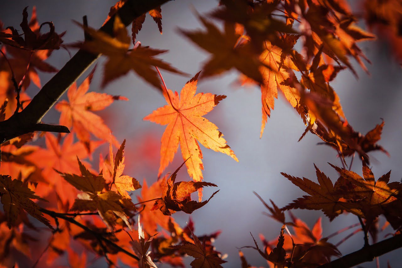 maple-1415541_1280 autumn leaves