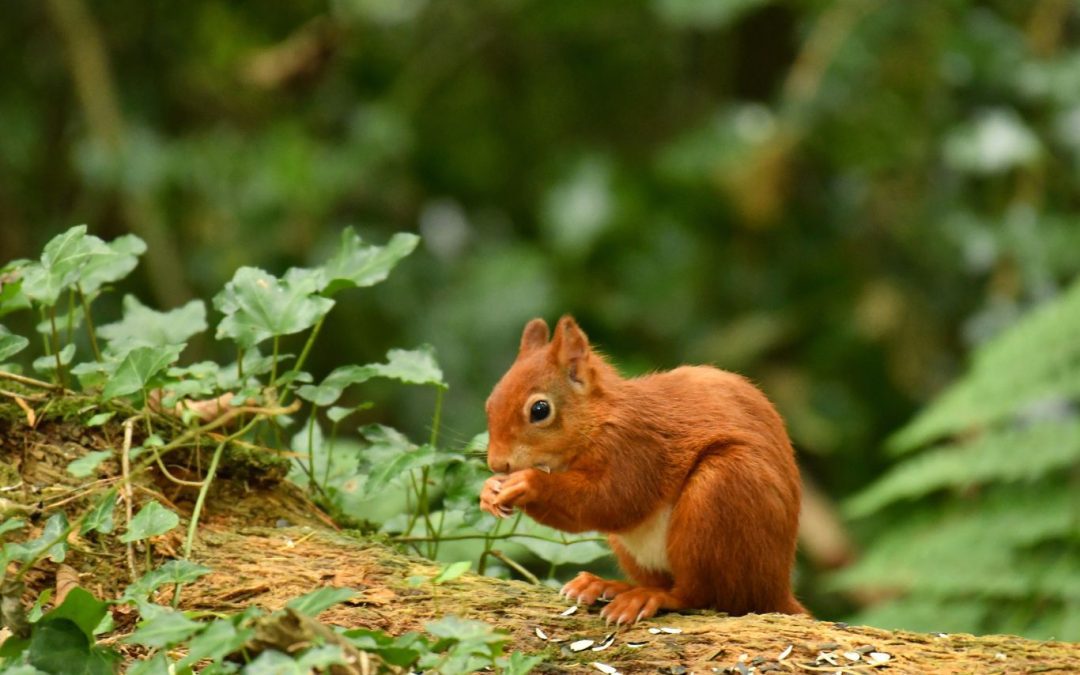 red squirrel