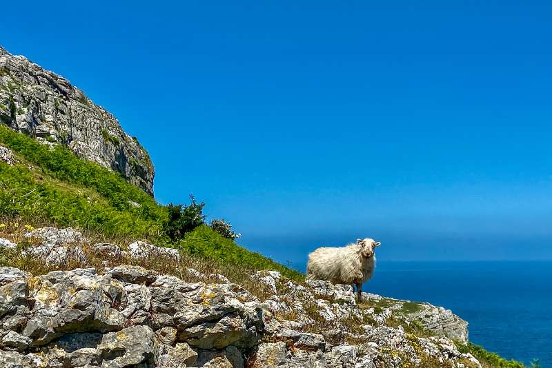 Great Orme Goat great orme sheep