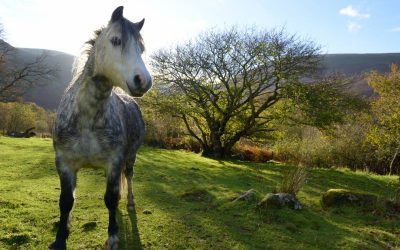 The Thrill of the Climb – Tal Y Fan Walking Trail