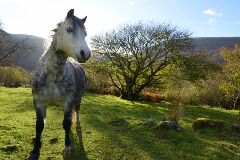 A wild pony on the slopes of Carneddau, in Snowdonia, North Wales
