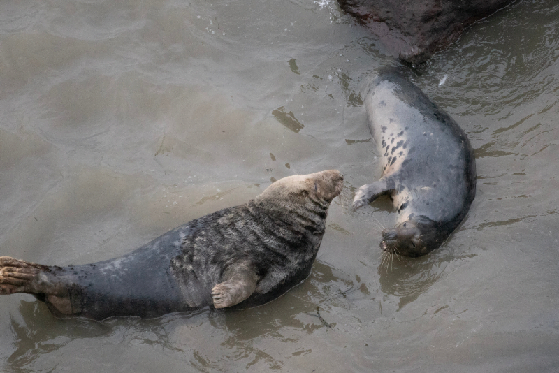 seals in llandudno